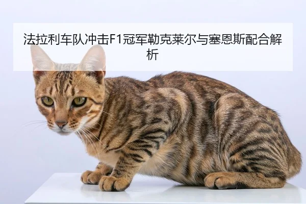法拉利车队冲击F1冠军勒克莱尔与塞恩斯配合解析